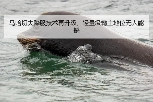 马哈切夫降服技术再升级，轻量级霸主地位无人能撼