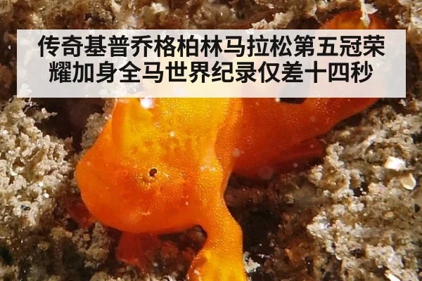 传奇基普乔格柏林马拉松第五冠荣耀加身全马世界纪录仅差十四秒